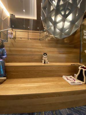 Aspen in the W Hotel lobby at her forever home away from home