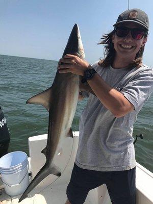 Sharks at the Jetties