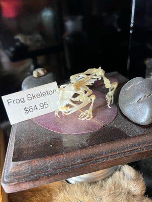 Frog skeleton