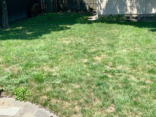 Backyard: dead grass and lots of weeds.