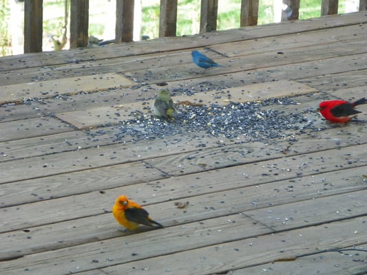 A few of our feathered friends