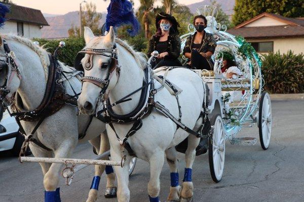 These horses were beautiful and majestic. So breathtaking!