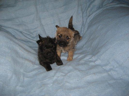 Cairn Terriers are any color except white and can change color