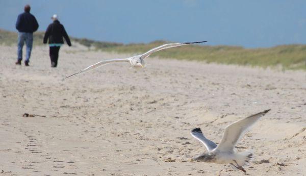 Walking and flying