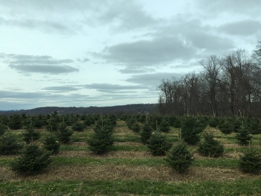 Mostly Douglas firs and blue spruces.