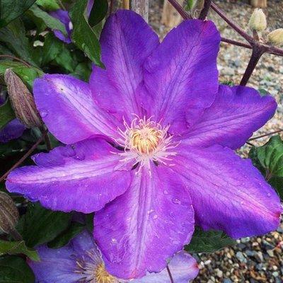 Amazing flower on the Clematis I got at Solomon's Gardens last week!