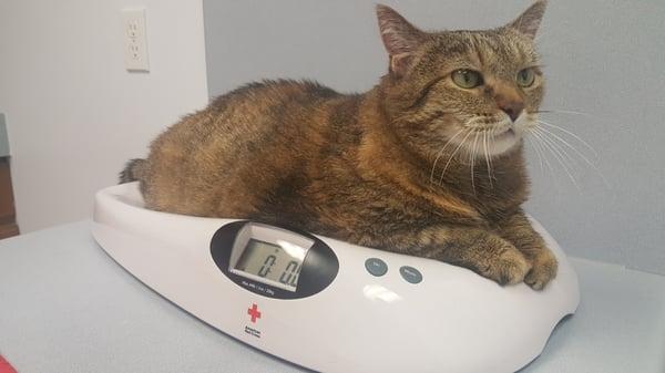 Lola getting weighed on her annual check up.