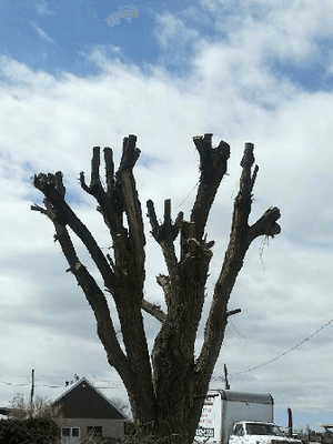 Tree Trouble