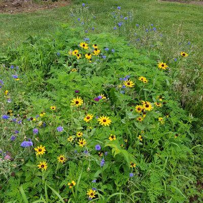 islands of flowers