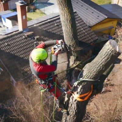 Tree removal