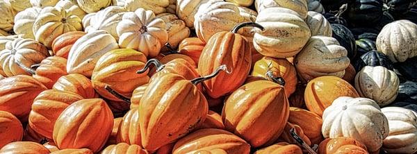 The colors and bounty of a fall harvest in northern Illinois.