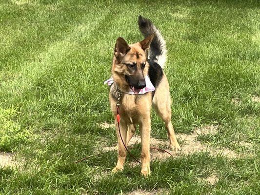 This is obviously our German Shepherd. They did a bath and de-shed.