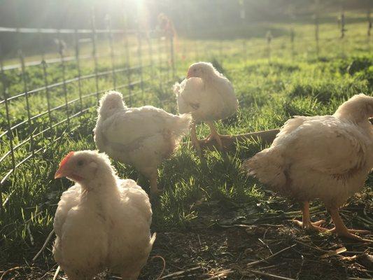 Pasture raised chicken