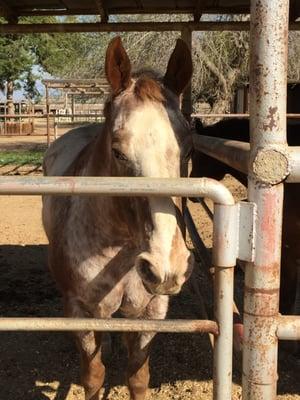 Riverdale Stables