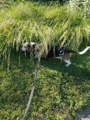 Tall grass