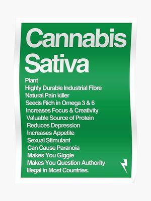 Cannabis Sativa