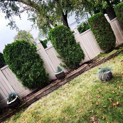 Pruning Services in Clifton, NJ