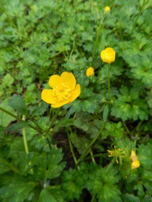 A few flowering buttercups.