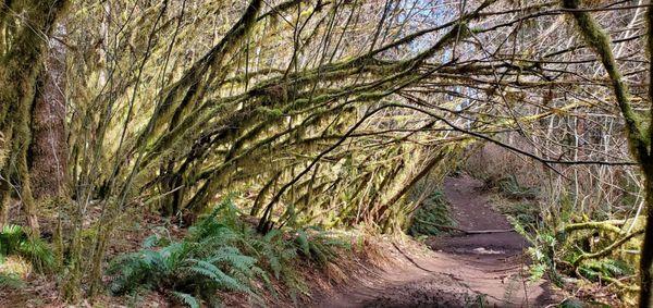 Mossy trails