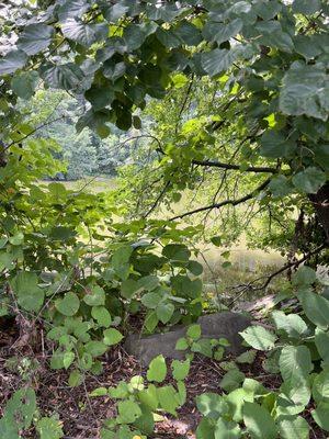 Beautiful greenery