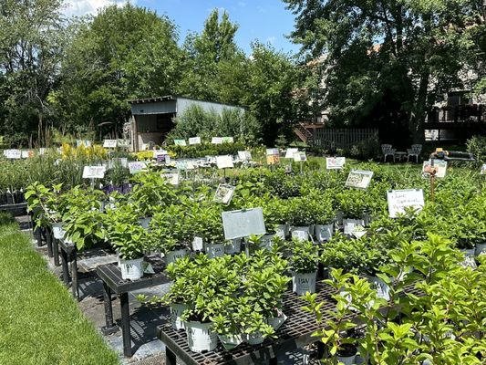 Tables with sun  plants for sale.