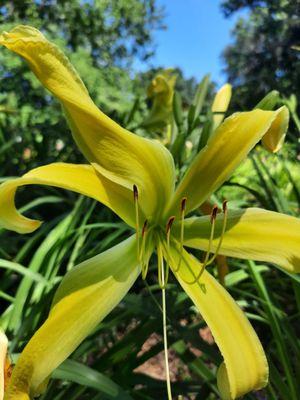 Yellow Angel