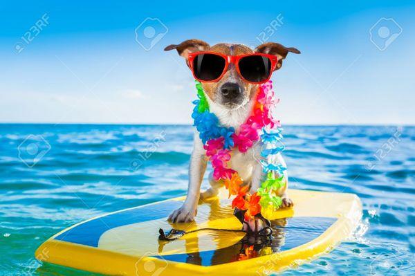 Let your pets feel like they are on vacay while you are away! Willowbend Pet Sitting loves taking care of your pets! We are bonded/ insured!