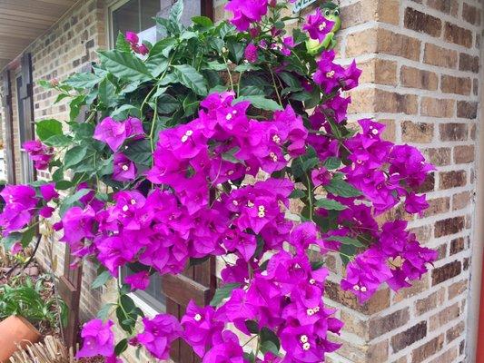 Bougainvillea