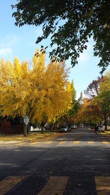 Known as The City of Trees, Chico's Autumn is a spectacular scene.