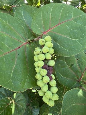 Sea grapes