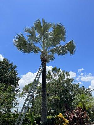 After trimming a large Bismarck palm