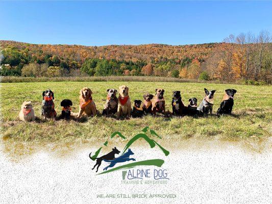 Brick K9 is now known as VT Alpine Dogs