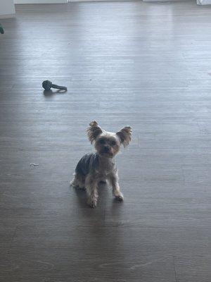 Luna/Yorkie cut