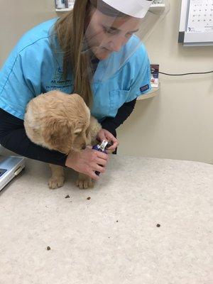 Dr Jepsen gives my puppy her first check up and nail trimming. I wouldn't take my dog anywhere else.