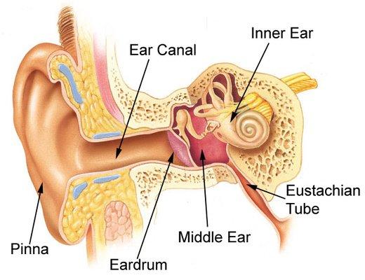 Each section of the ear has to work perfectly for you to hear.