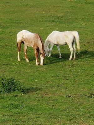 Hooves and Paws Stables