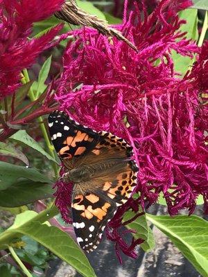 Butterfly in the Teter cutting garden