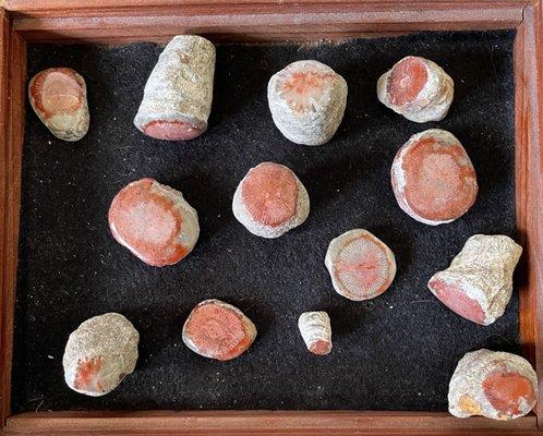 Polished Specimens of Red Horn Coral from Utah