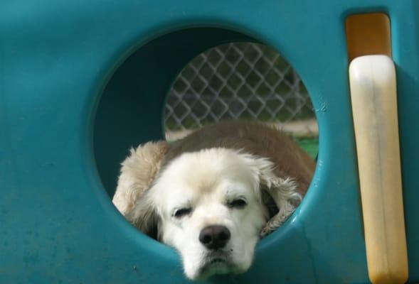 Interactive day care has playground equipment and enrichment toys for the dogs