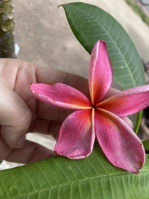 Plumeria plant I purchased