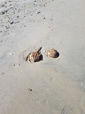 Horseshoe crab carcass