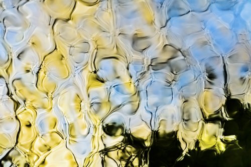 Yellow Pansies. Yellowed grasses Reflected in Water.