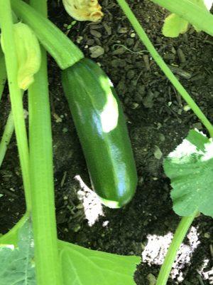 First zucchini!