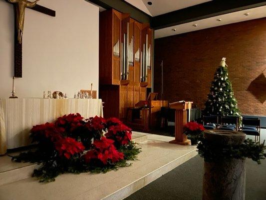 Altar, pipe organ and Christmas tree in the sanctuary.