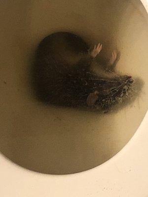 Rat in toilet that they put in (also emailed you hem the picture)