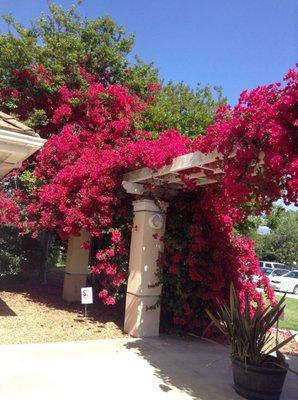 Bougainvillea