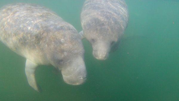 Manatees