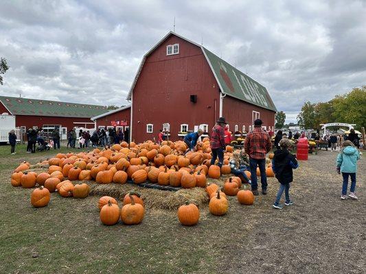 Pumpkins were $15 each