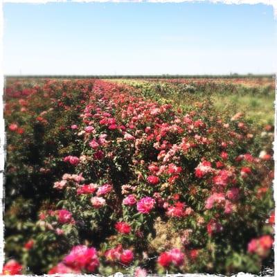 Wasco Community Rose Garden