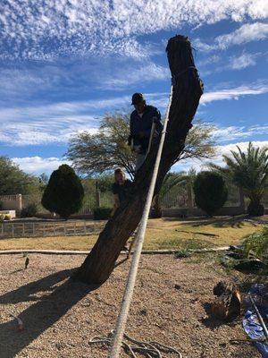 Professional Tree Removal & Trimming